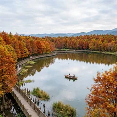 台中后里的落羽松轉成橘紅色，倒映在水面上