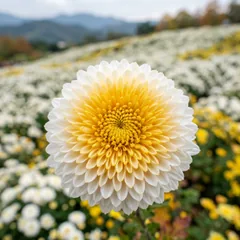 苗栗銅鑼的白黃色杭菊花田