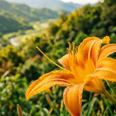花蓮富里六十石山的金黃色金針花鋪滿山坡