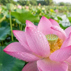 台南白河的粉紅蓮花在荷葉間盛開