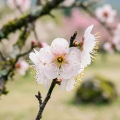 南投信義山區綻放的白色梅花，枝條上滿是小花
