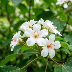 苗栗三義的白色油桐花,像五月雪落滿枝頭