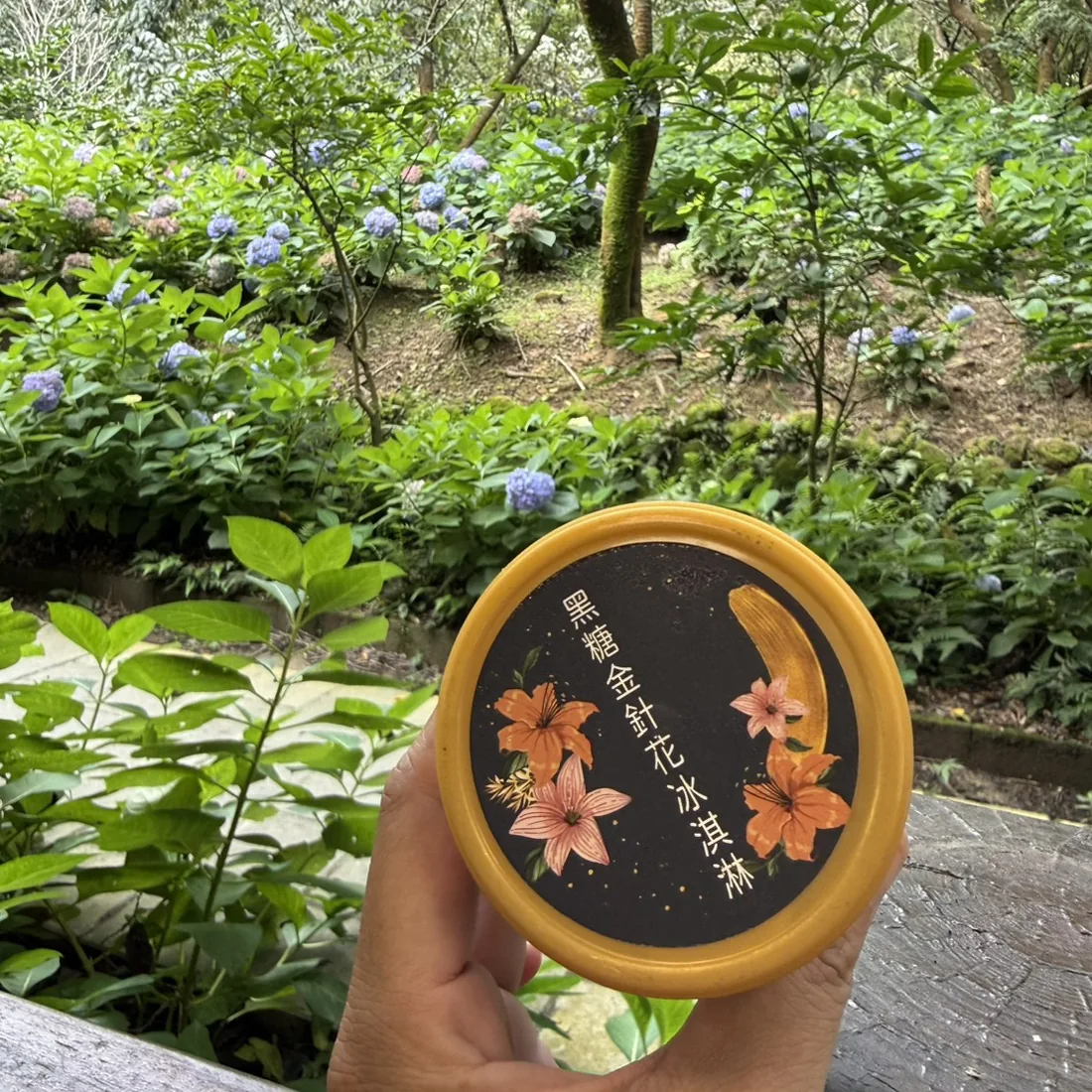 手拿黑糖金針花冰淇淋的圓形包裝盒，背景是沐心泉的繡球花叢與綠色植栽