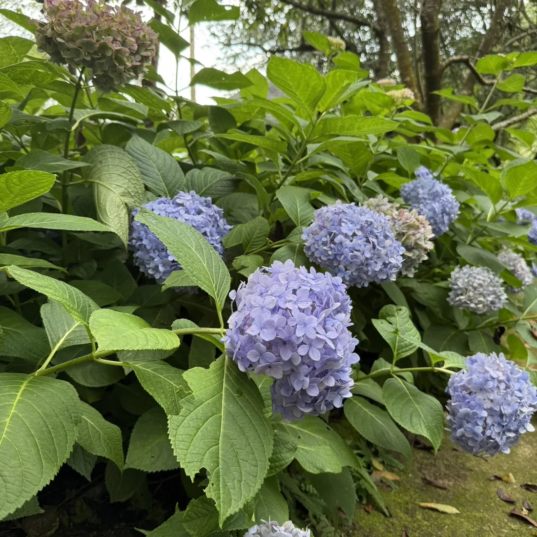 繡球花特寫，前景的花球顏色鮮活，左上角另一球已明顯泛褐乾枯，呈現花期末段的狀態