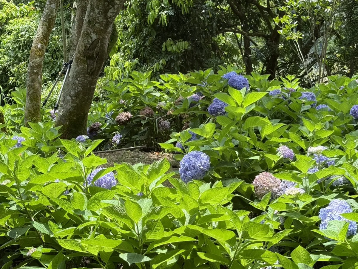 沐心泉山坡上的繡球花叢，大片翠綠葉子中只零星點綴著幾球偏淡的藍紫色花朵