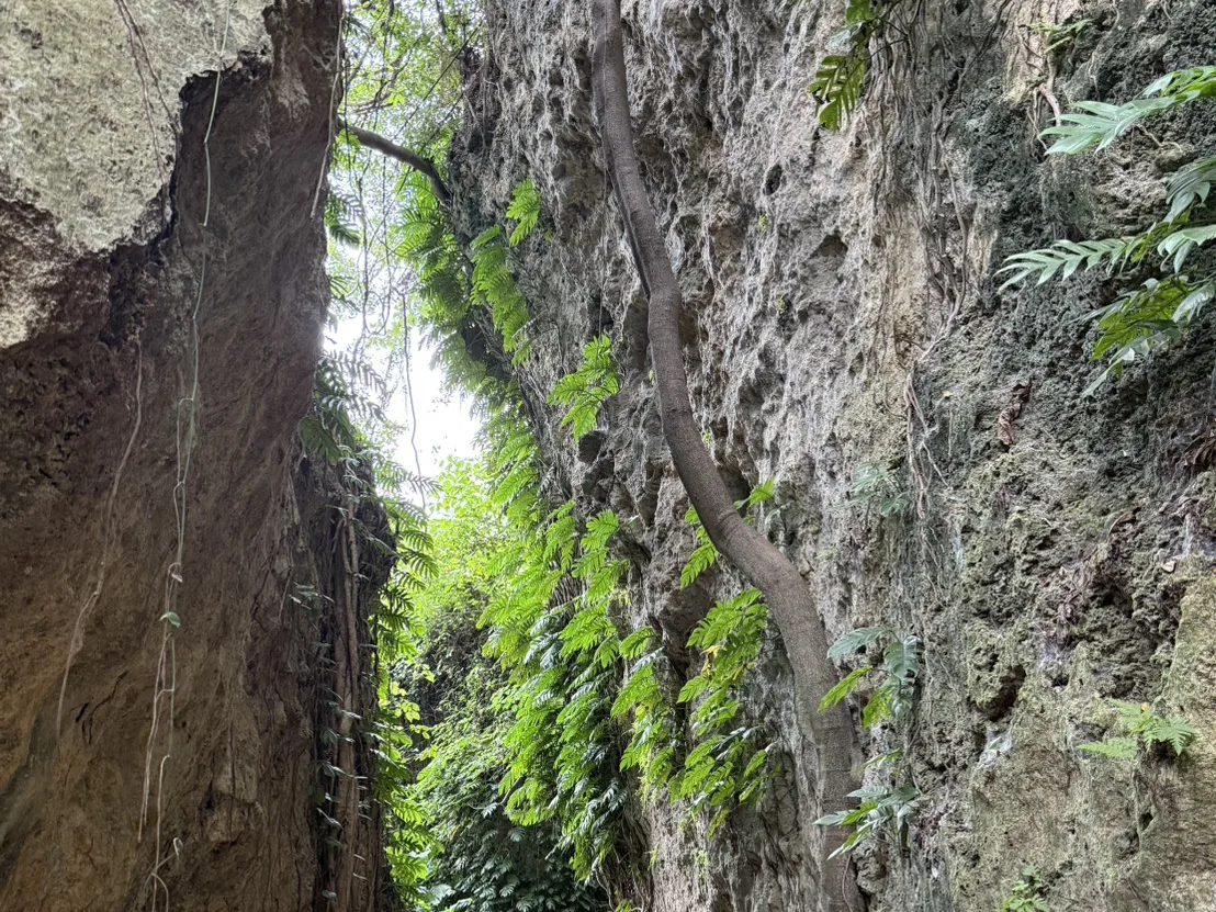 小琉球山豬溝步道的珊瑚礁岩縫，兩側岩壁佈滿樹根與蕨類植物