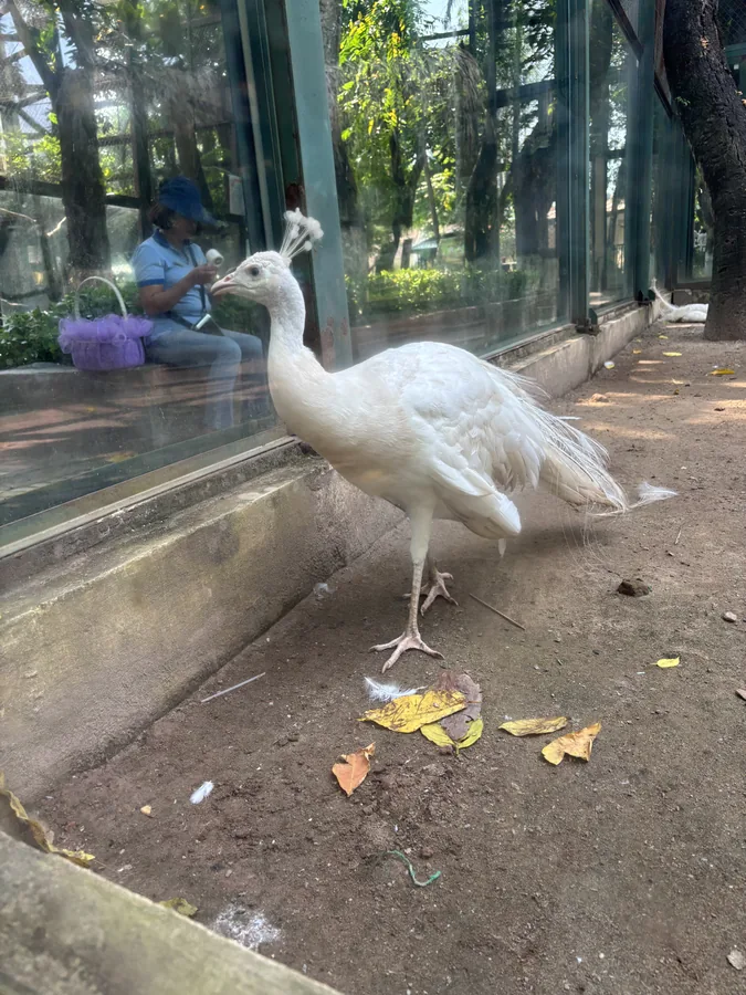 河內動物園玻璃圍欄後的一隻白孔雀站在地上